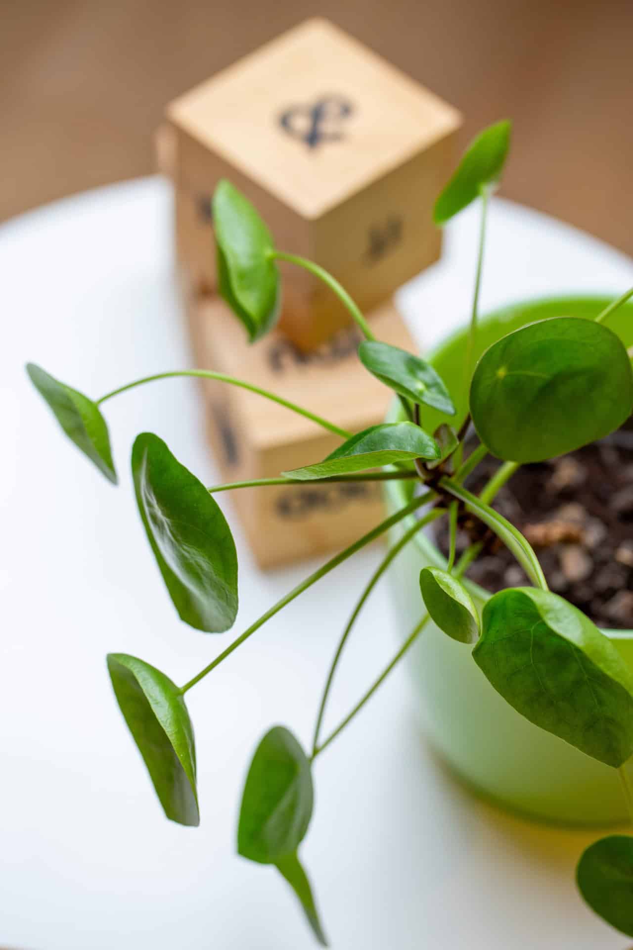 Plant